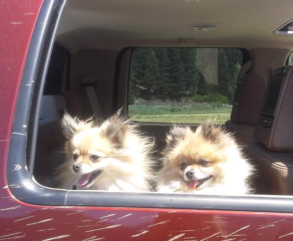 /Images/uploads/Humane Rescue Alliance/HRACalendarPhotoContest/entries/9218thumb.jpg